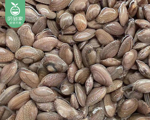 净化野生油蛤（500g±30/份 约80个） 商品图2