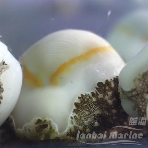 金环宝螺（吃红泥，黑毛藻） 商品图6