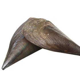 【海鲜】鲜活带子（个）