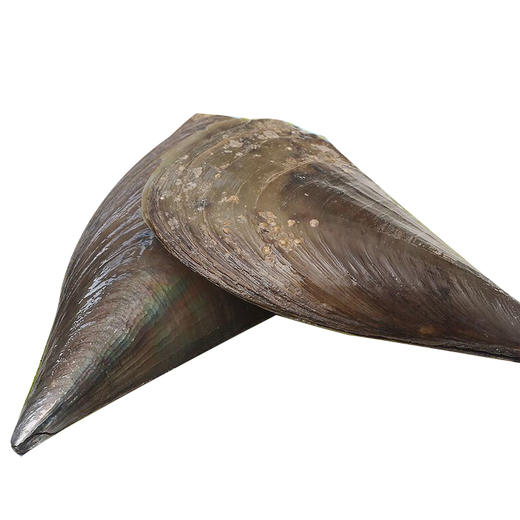 【海鲜】鲜活带子（个） 商品图0