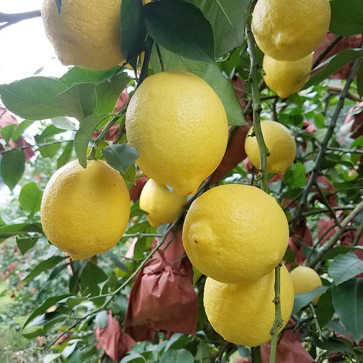 【云燕优品】安岳柠檬800g 商品图2