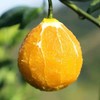 伦晚  超甜橙大号 【3斤】 商品缩略图1