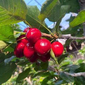 大连美早大樱桃