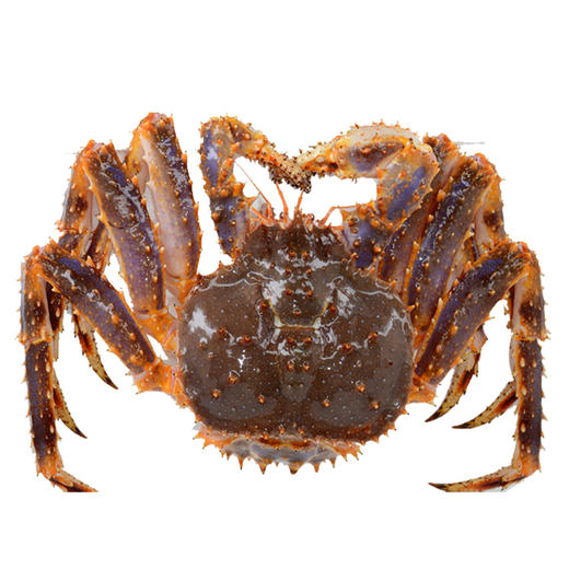 【海鲜】鲜活帝王蟹 （约4斤/只） 商品图0