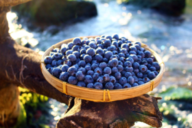 云南高原露天蓝莓