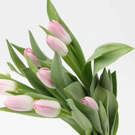 配花-ZY郁金香-王朝粉淡粉色-10枝/扎 商品图1