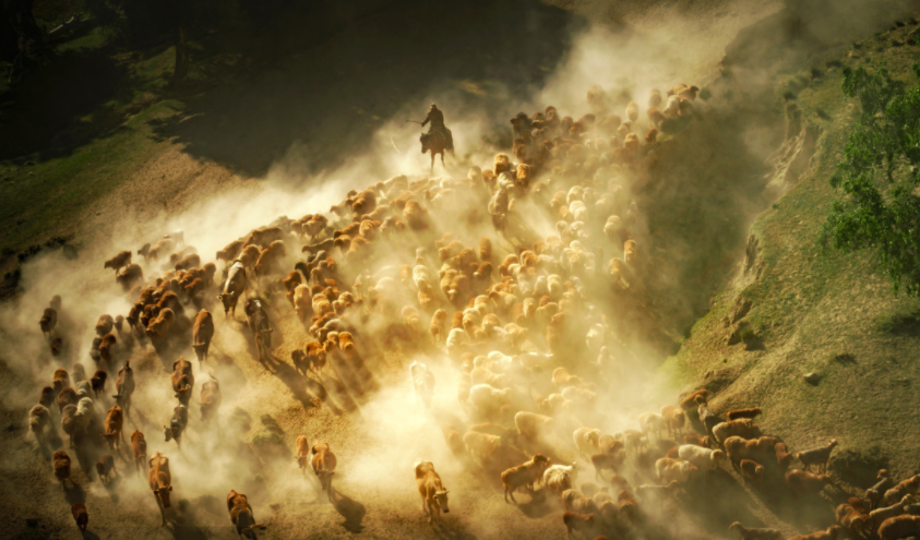 【6月1-10日新疆史诗行摄】千年牧道·阿勒泰转场秘境+盛夏花海巡礼·赛里木湖//昭苏天马过河深度创作营