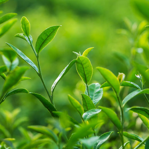 【宜昌助农馆】圣天绿茶  明前春茶  250g袋装 商品图5