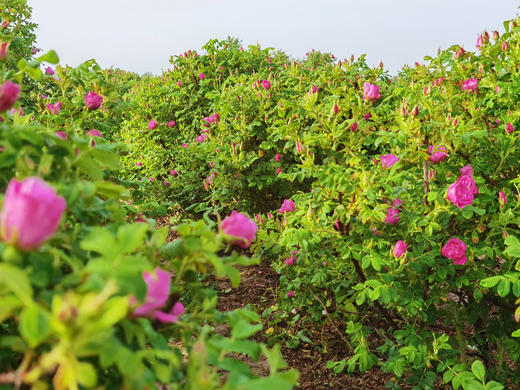 【特惠】玫瑰爽肤水、鲜花纯露、补水保湿， 生态种植玫瑰园、通过200项农残检测 商品图7