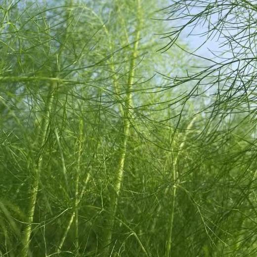 方野· 茴香猪肉饺 | 绿家自产 *FarmYeah Fennel pork bun| Self-production 商品图1