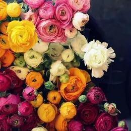 洋牡丹（时令鲜花） 商品图0