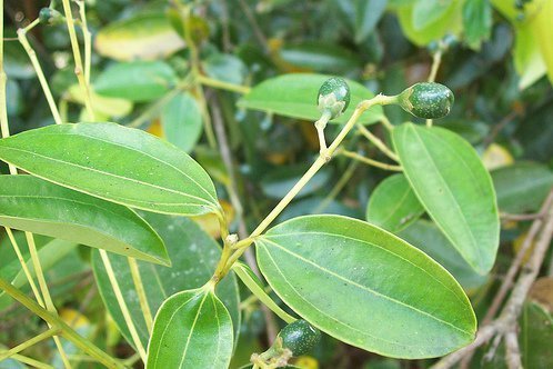 锡兰肉桂叶精油马达加斯加岛