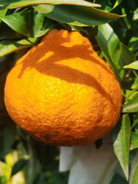 偷牛山 百年老树 有机丑橘 不知火7斤装