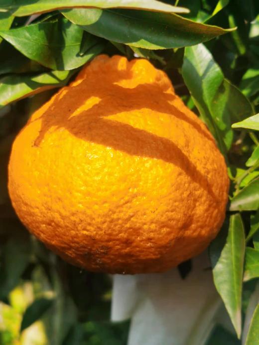 偷牛山 百年老树 有机丑橘 不知火7斤装 商品图0