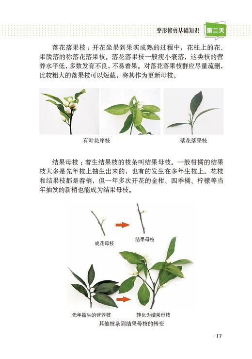 彩图版柑橘整形修剪七日通 商品图3
