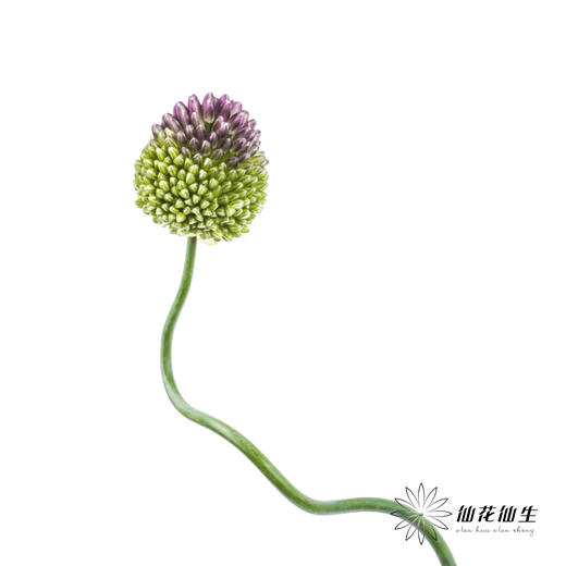 配花 | 紫色弯葱 商品图1