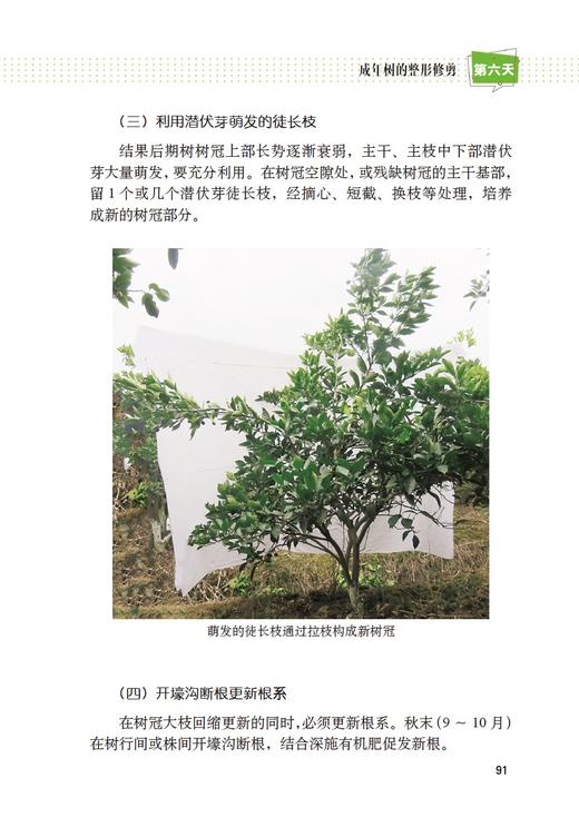 彩图版柑橘整形修剪七日通 商品图6