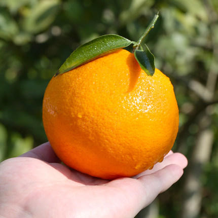 丹棱特产丑橘春见耙耙柑四川粑粑干杷杷新鲜10斤当季水果 京东包邮 商品图2