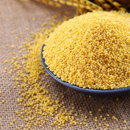 【新疆天山黄小米】550g/袋，雪水灌溉，一级米 商品图2