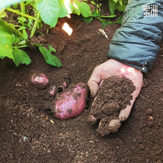 【云南红皮土豆】外皮红艳艳 掰开金灿灿 沙面兼具 粉糯清甜 合适蒸 炖 煸 炒 商品图4