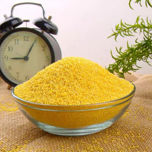【新疆天山黄小米】550g/袋，雪水灌溉，一级米 商品图4
