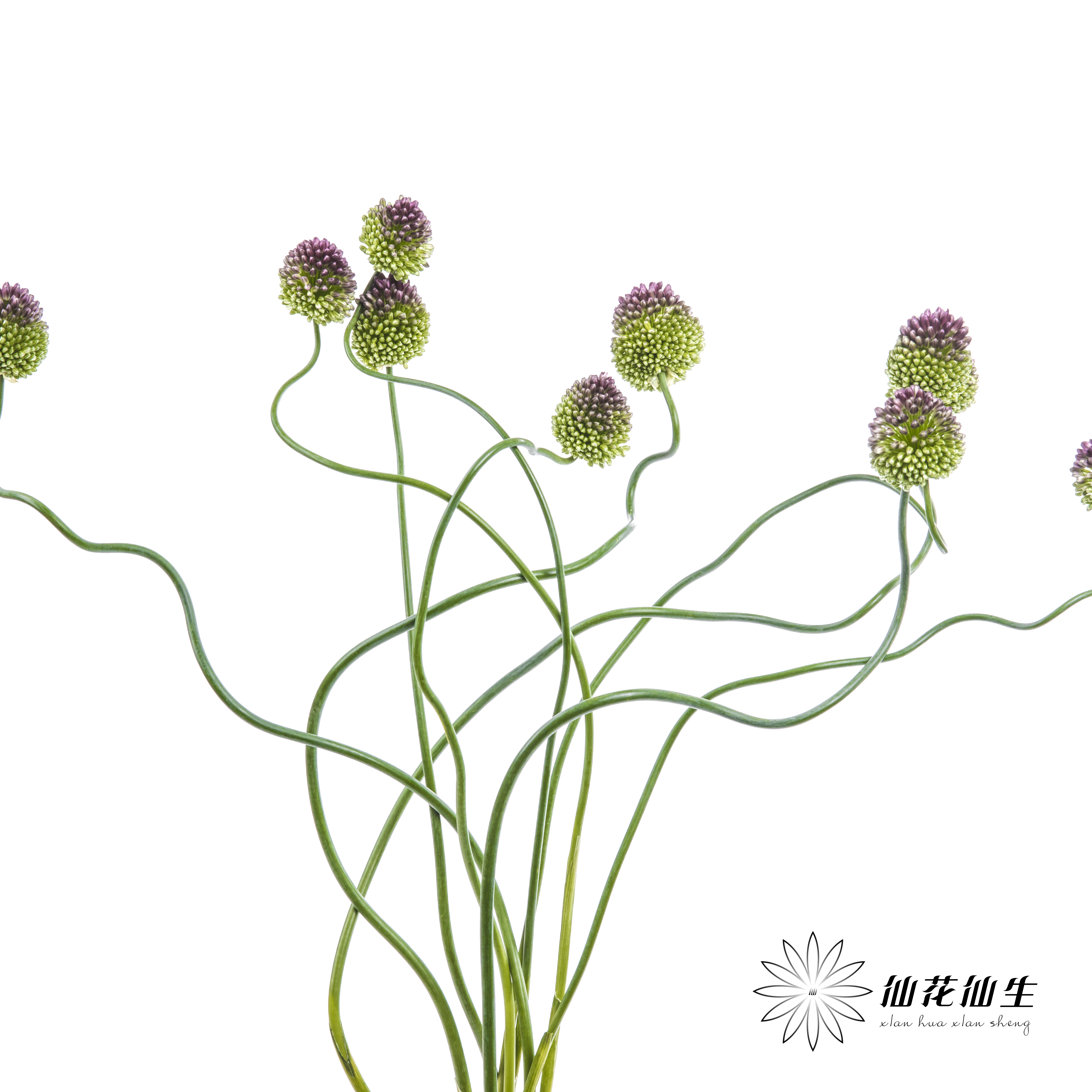 配花 | 紫色弯葱