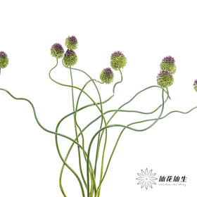 配花 | 紫色弯葱