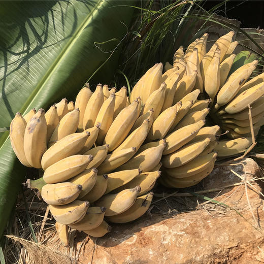 高原云南老实芭蕉粉甜糯香有机种植