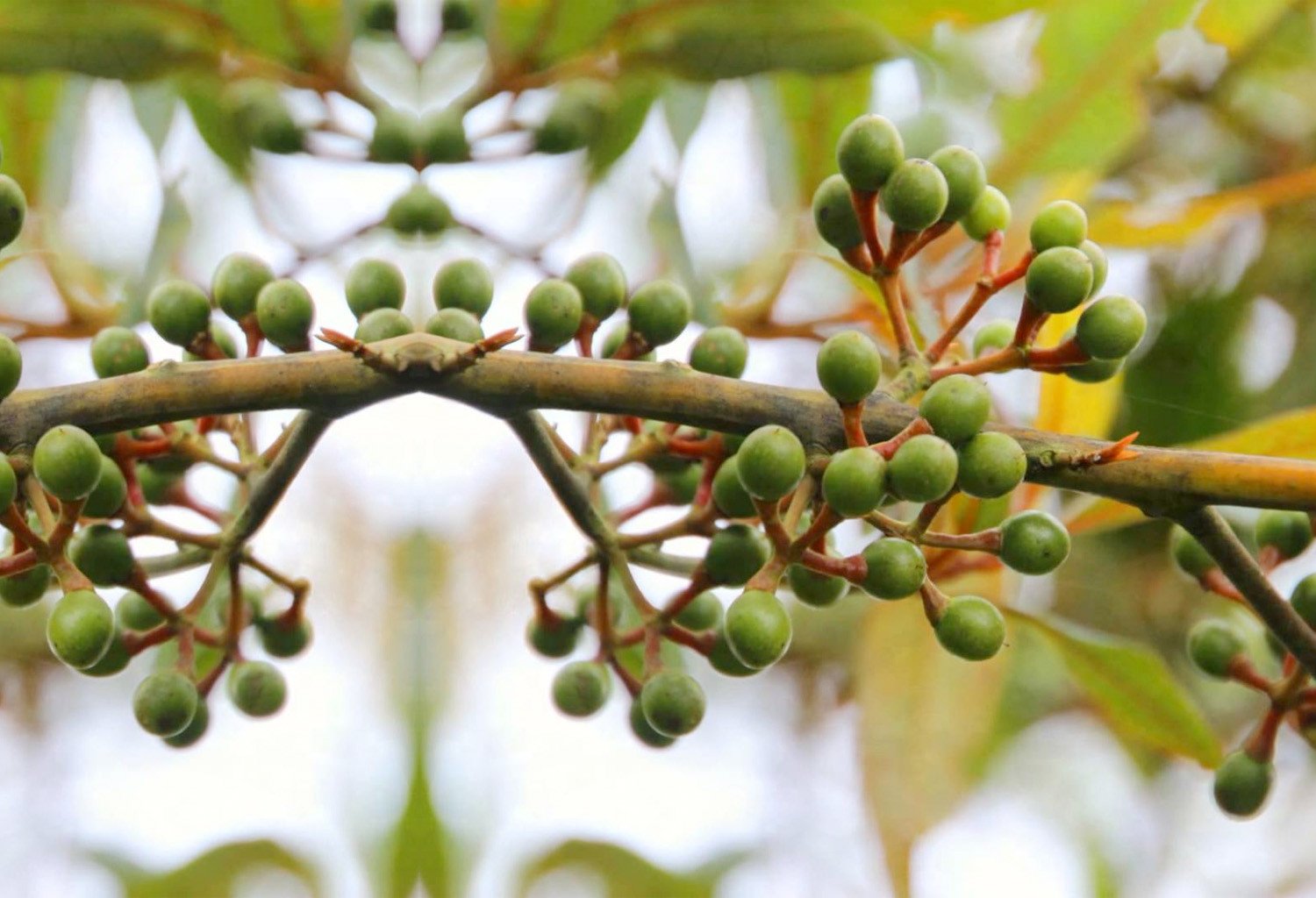山鸡椒精油活力之油激励身体