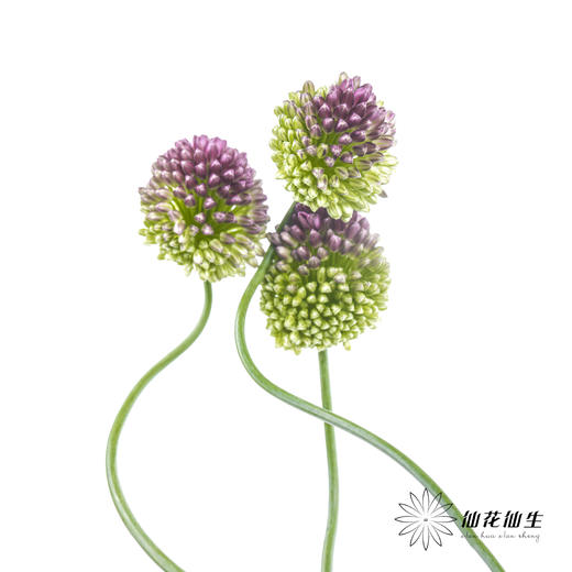 配花 | 紫色弯葱 商品图3