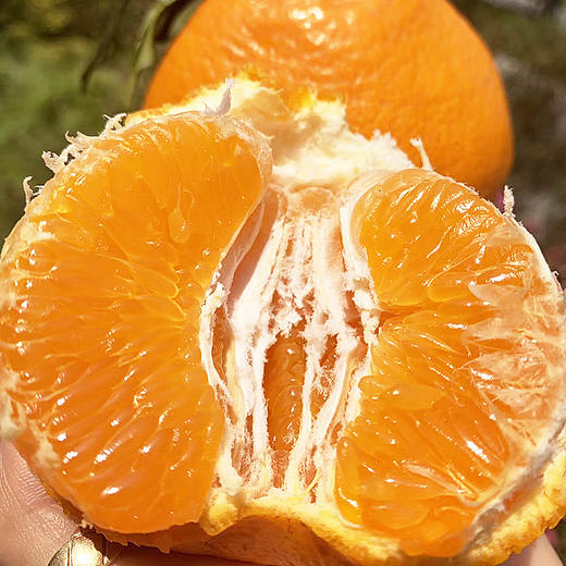 丹棱特产丑橘春见耙耙柑四川粑粑干杷杷新鲜10斤当季水果 京东包邮 商品图3