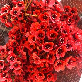 配花-澳梅-红色