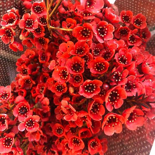 配花-澳梅-红色 商品图0