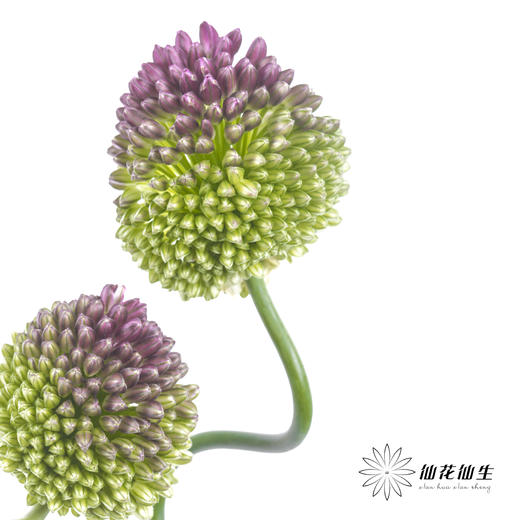 配花 | 紫色弯葱 商品图2