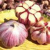 云南紫皮多瓣蒜（新鲜大蒜） 商品缩略图4