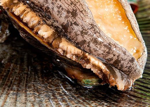 大号5头鲍鱼饱满肉厚个头大10只份总重1200g