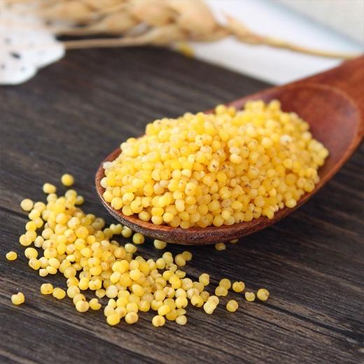 【新疆天山黄小米】550g/袋，雪水灌溉，一级米 商品图3