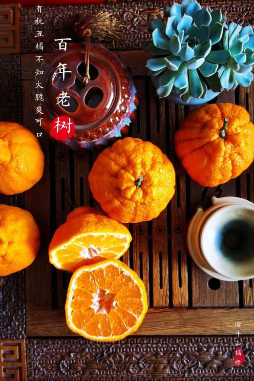 偷牛山 百年老树 有机丑橘 不知火7斤装 商品图3