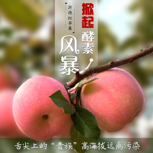 社区团购 凤归巢 沂源红酵素苹果 5斤装  顺丰包邮 商品图0