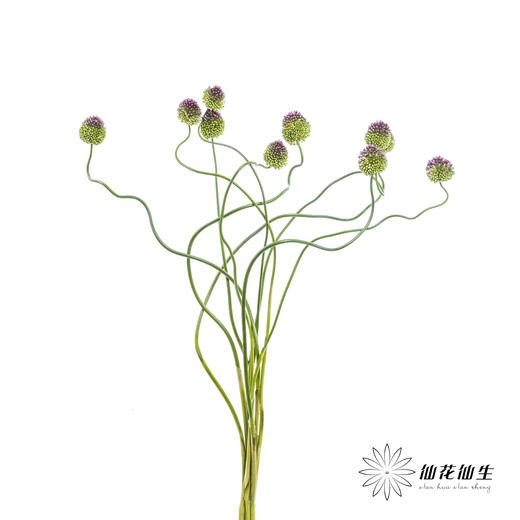 配花 | 紫色弯葱 商品图4