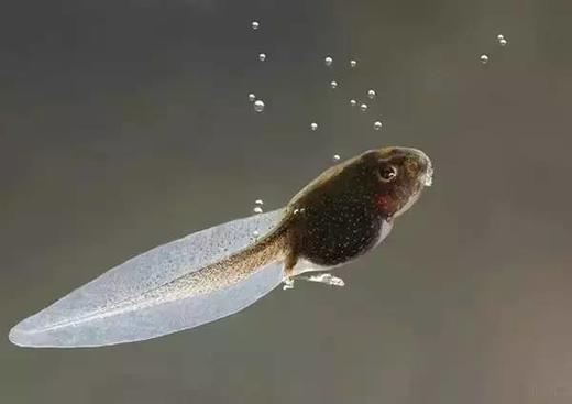 春日限量 不要错过小蝌蚪！360度观察蝌蚪生命史 孩子可以那么专注 商品图5