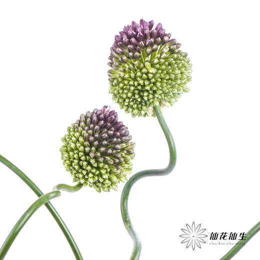 配花 | 紫色弯葱 商品图6