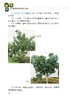彩图版柑橘整形修剪七日通 商品缩略图5