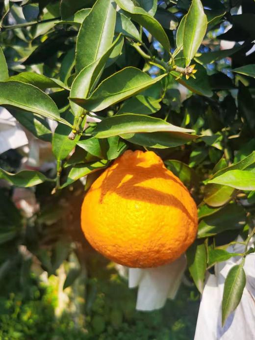 偷牛山 百年老树 有机丑橘 不知火7斤装 商品图1