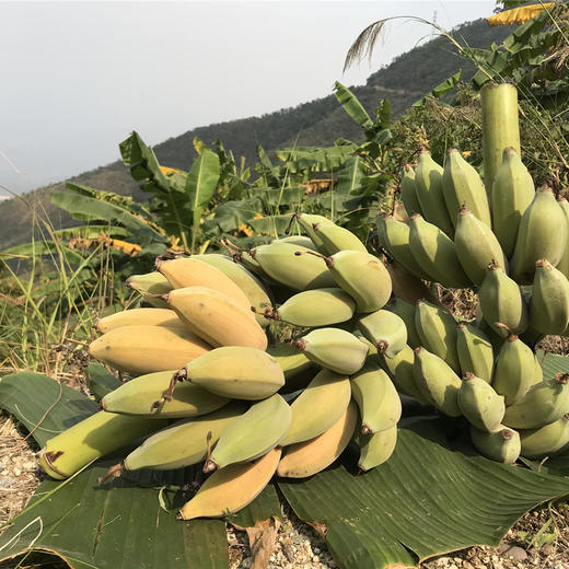 高原云南老实芭蕉粉甜糯香有机种植