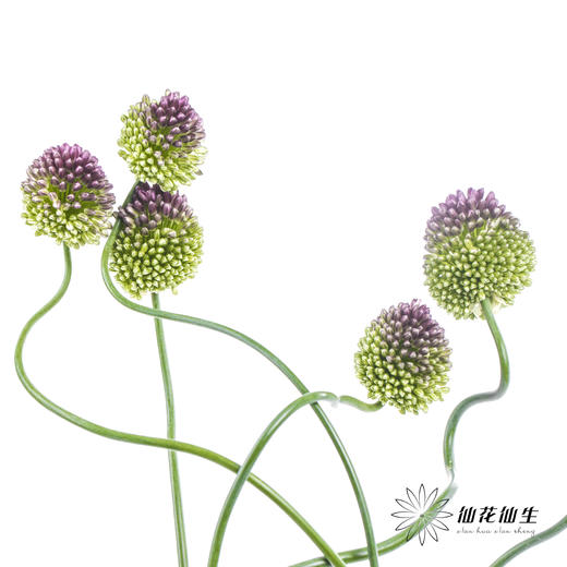 配花 | 紫色弯葱 商品图7