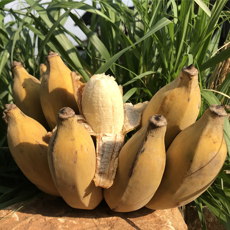 高原云南老实芭蕉粉甜糯香有机种植