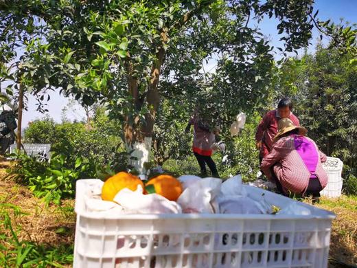 偷牛山 百年老树 有机丑橘 不知火7斤装 商品图2