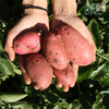 【云南红皮土豆】外皮红艳艳 掰开金灿灿 沙面兼具 粉糯清甜 合适蒸 炖 煸 炒 商品缩略图2
