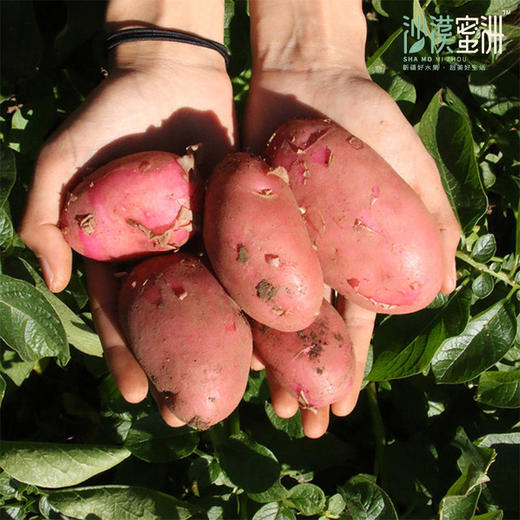 【云南红皮土豆】外皮红艳艳 掰开金灿灿 沙面兼具 粉糯清甜 合适蒸 炖 煸 炒 商品图2